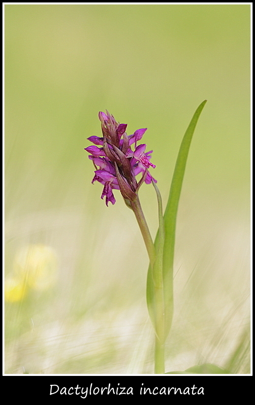 Dactylorhiza incarnata